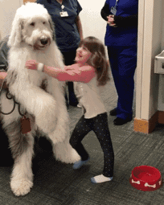 这样的狗狗在国外是属于工作犬,它就负责给病人们带来快乐.