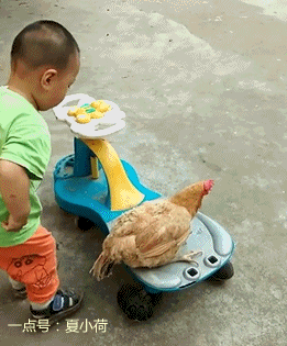 ▼4.熊孩子厉害了,这只老母鸡也是够配合的啊!