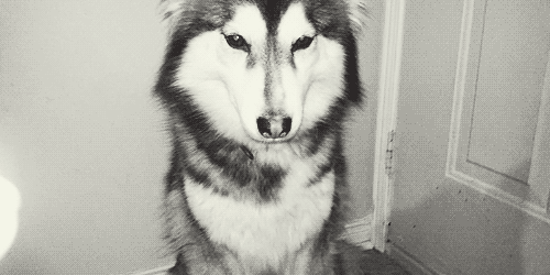 这是我见过最正常的哈士奇,或许是年龄大了吧