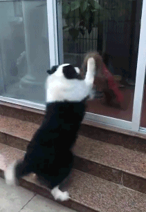 搞笑gif:新娘子请矜持点,你这样简直就是在暴击单身狗