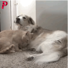 壁纸 动物 狗 狗狗 猫 猫咪 小猫 桌面 231_231 gif 动态图 动图