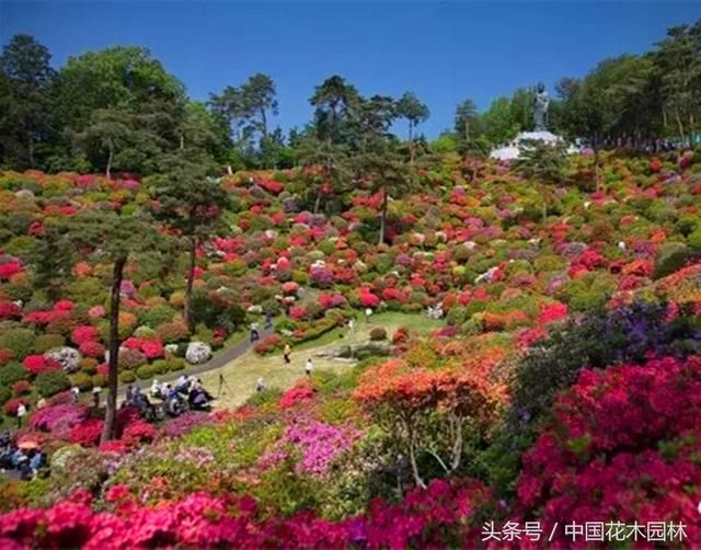 日本盐船观音寺杜鹃园(网络图片)