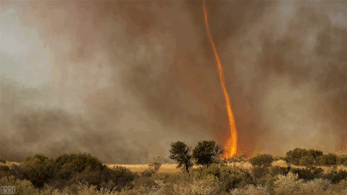 搞笑gif图片:狗大哥别咬我了,我都给你按摩了