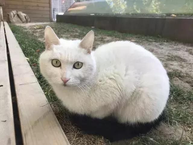 猫咪为什么喜欢"揣手手?是为了卖萌吗-北京时间