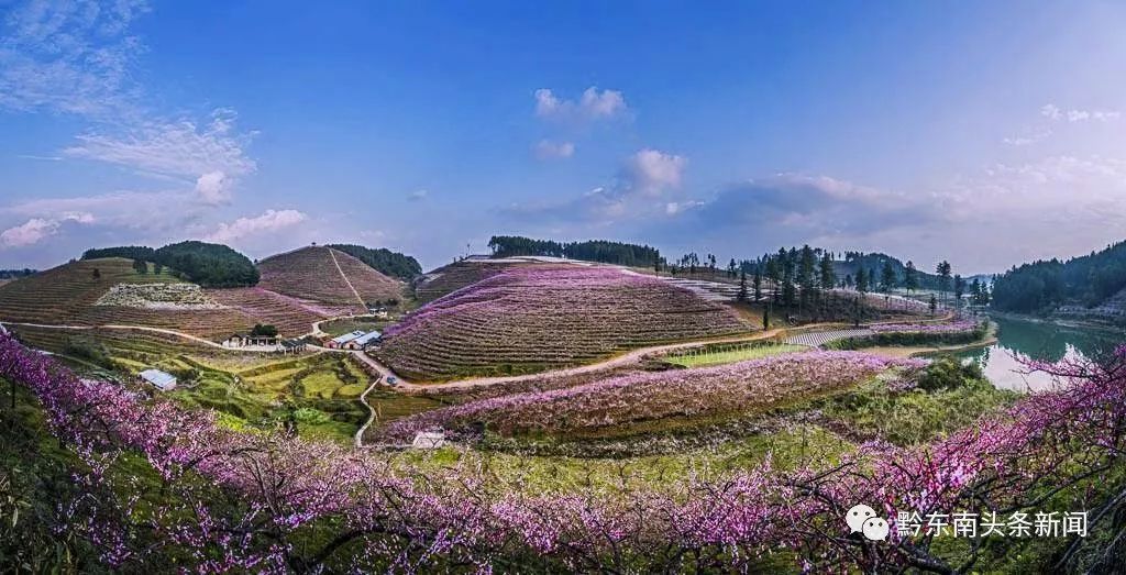 岑巩县第三届桃花文化旅游节将于3月25日在客楼镇隆重举行.