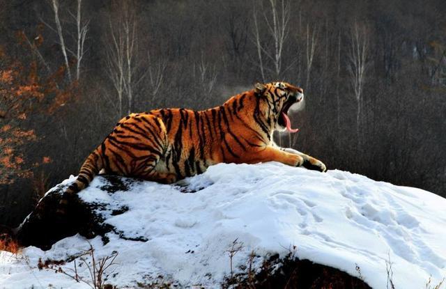 地球上3大濒临灭绝的老虎,第一野生已灭绝,第三丛林之