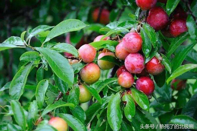 韶关翁源特产水果三华李