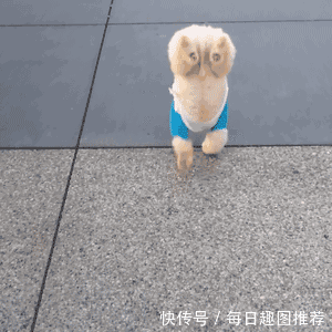 搞笑gif:姑娘,你们英语不好,怎么敢乱买衣服?