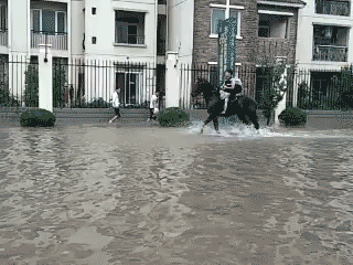爆笑gif:猫咪你真该减肥了,弹跳力太丢脸了