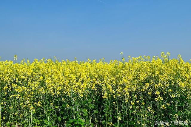 来长江第二大岛听油菜花开的声音,免票且永不堵车