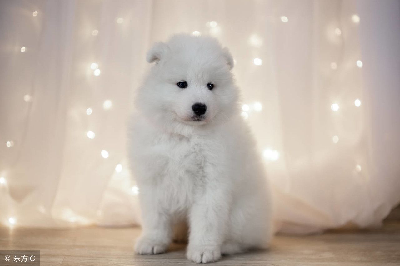 萨摩耶 卖萌秀可爱的宠物汪星人