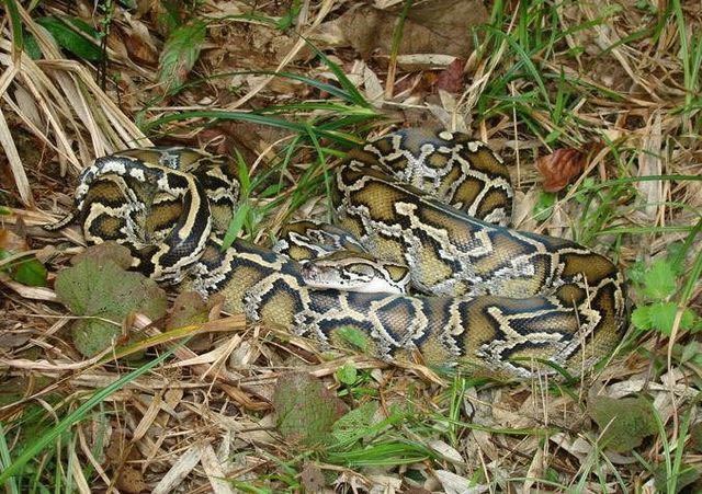 梦见被棺材里的死人拽住,探索潜意识的深层恐惧与解脱之道 梦见被棺材里的死人拽住,探索潜意识的深层恐惧与解脱之道