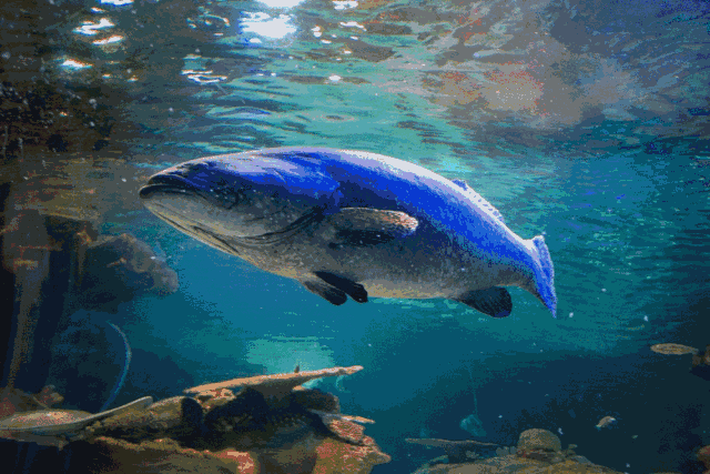 壁纸 海底 海底世界 海洋馆 水族馆 640_427 gif 动态图 动图