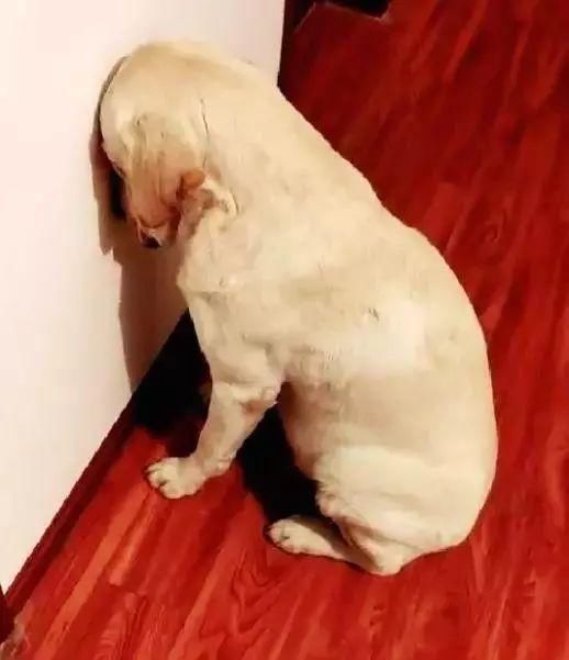 只见狗狗头靠在墙上,一副委屈无辜的样子,看的铲屎官都觉得不应该那么