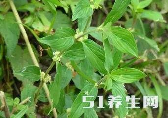 水煎服. 2.治风湿骨痛:黑节草跟12g,四能草15g,九股牛30g.