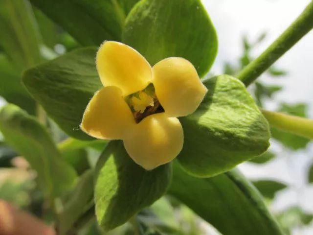 柿子花