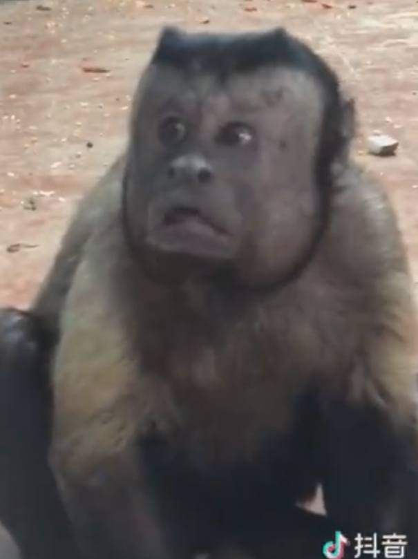 动物园里猴子长了一张人脸,这让其他猴以后怎么混!