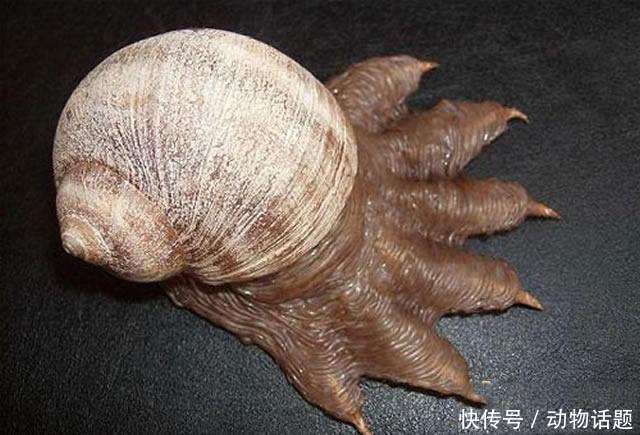 6,2007年在墨西哥海域附近发现的一种奇异蜗牛,而这种蜗牛主要以吸食