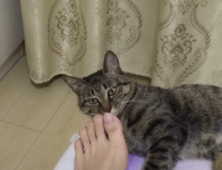 壁纸 动物 猫 猫咪 小猫 桌面 445_341 gif 动态图 动图