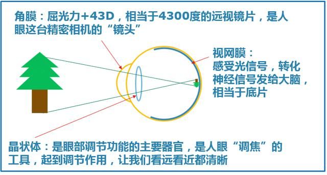 光介绍什么是近视远视当然是在划水,为了更好的说明这些问题特点,眼球