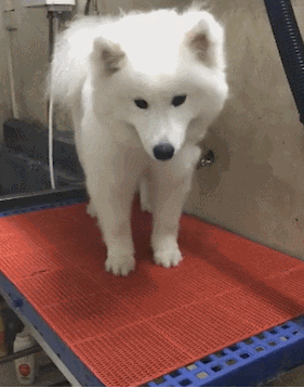 壁纸 动物 狗 狗狗 281_358 竖版 竖屏 手机 gif 动态图 动图