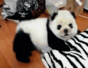 300_232gif 动态图 动图