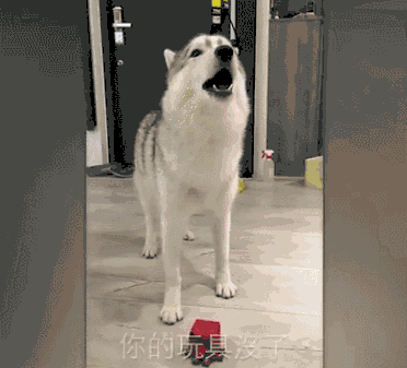壁纸 动物 狗 狗狗 372_337 gif 动态图 动图
