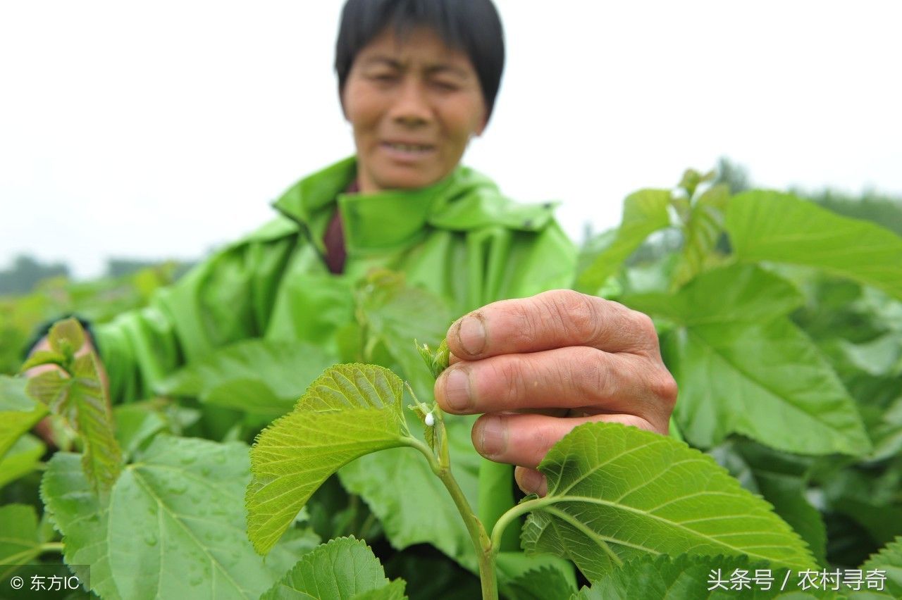 农村这种不起眼的叶子,竟然是降血糖的良药