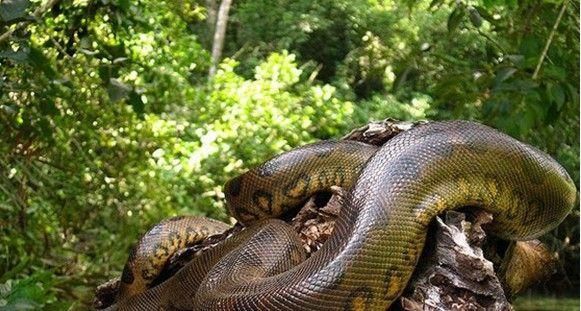 梦境解析，为何会梦到众多巨大蛇类，且虽受伤却未咬人？