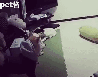 柴犬妹妹挑衅哥哥,对方无动于衷,哥哥:这智障怎么嫁的