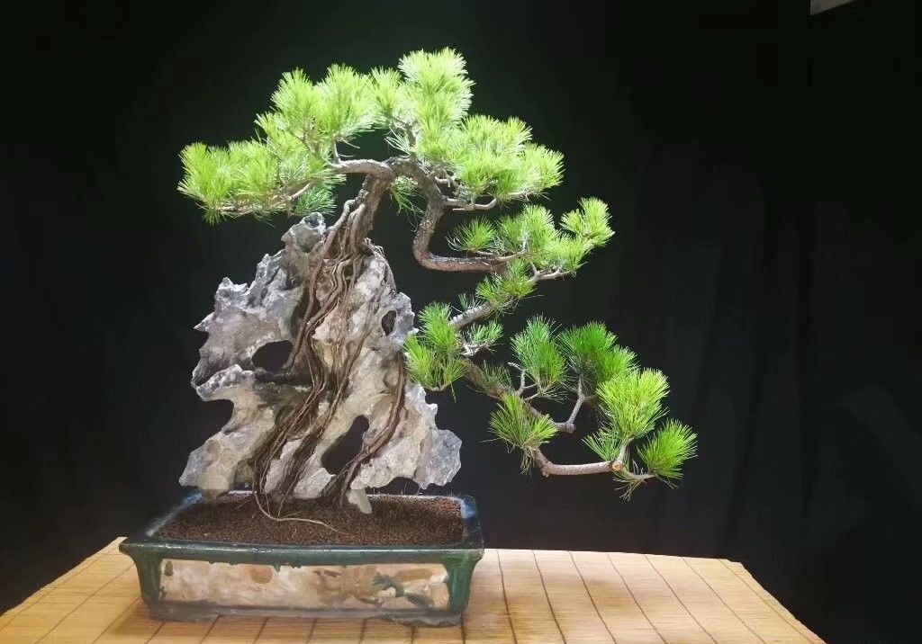 附石盆景造型优美,构思精巧 树木,山石结合为一体的盆景形式