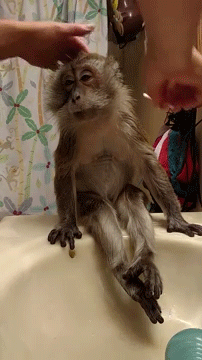 猴哥打扮这么帅,难道是要相亲去吗?