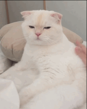 壁纸 动物 狗 狗狗 猫 猫咪 小猫 桌面 293_366 竖版 竖屏 手机 gif