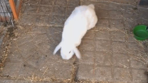 壁纸 动物 鸟 鸟类 573_323 gif 动态图 动图