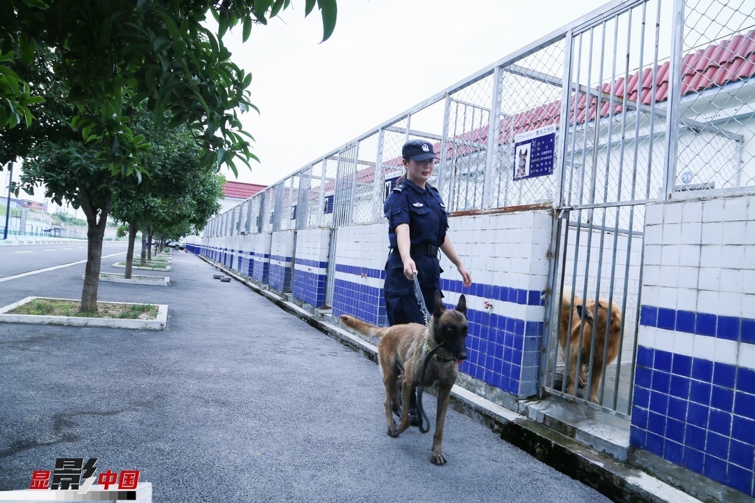 警花与警犬的"菲"常故事