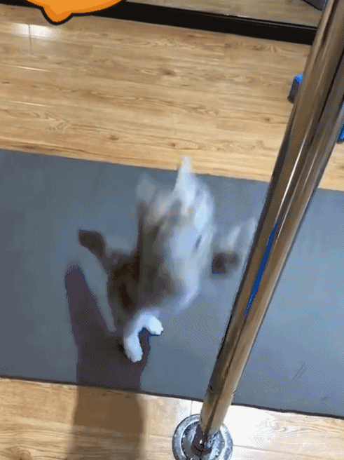 搞笑囧图:别人过年在大门上贴门画辟邪,我都是贴老婆的照片