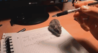 搞笑gif:扫地就剩最后一点,闹老心了!