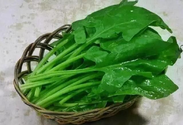 油菜  