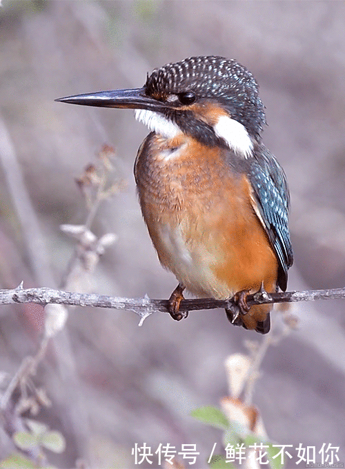 壁纸 动物 鸟 鸟类 雀 500_680 竖版 竖屏 手机 gif 动态图 动图