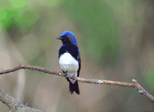 壁纸 动物 鸟 鸟类 雀 摄影 小鸟 桌面 640_465 gif 动态图 动图