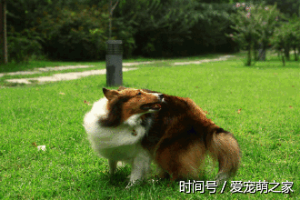 壁纸 动物 狗 狗狗 330_220 gif 动态图 动图