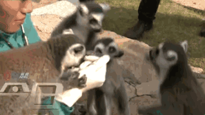 长颈鹿量体重,羊驼做b超……想不到,动物体检是这样进行的!