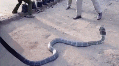 动物 蛇 386_215 gif 动态图 动图