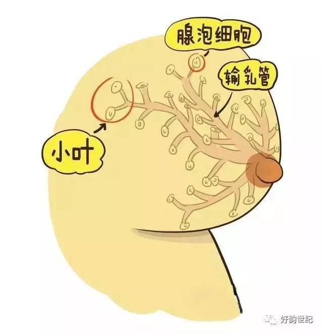 说是妈妈的血液也不过分!