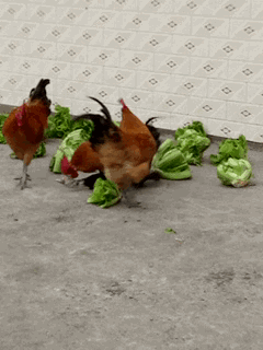 爆笑gif:冬天烤火夏天烤冰,老天有政策,我有对策——致夏天