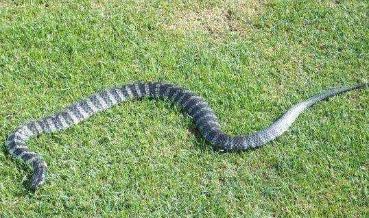 世界十大最致命毒蛇, 第一名竟然也生活在中国, 第二名是非洲最长