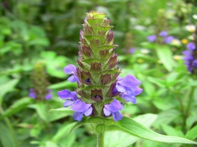 农村三种植物,第一种可治癌症肝炎,最后一种很多人不知