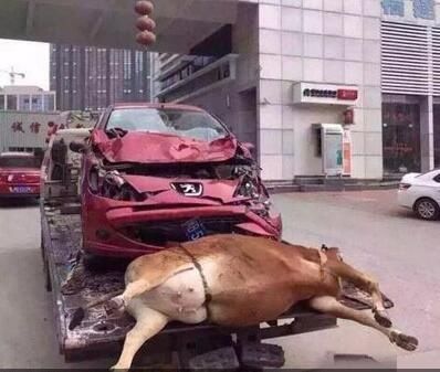 搞笑gif图:妈妈刚买回来的黄鳝,我怎么感觉有点不对劲