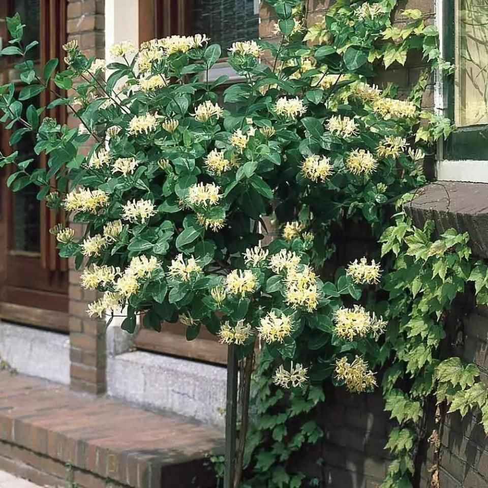 适合阳台院落的几种美丽藤本植物推荐