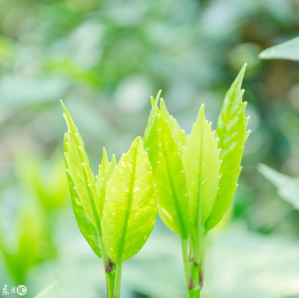 这12张适合中年人的微信头像送给你,一月换一个,绝对有内涵